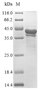 Greater than 85% as determined by SDS-PAGE.Recombinant Loxosceles Intermedia Phospholipase D Lisictox-Alphaia1A Protein (His&Myc)