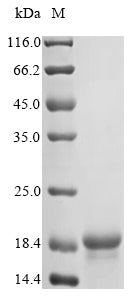 Greater than 85% as determined by SDS-PAGE.