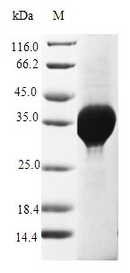 Greater than 90% as determined by SDS-PAGE.Recombinant Saccharomyces Cerevisiae Copper Metallothionein 1-1 (CUP1-1) Protein (GST)