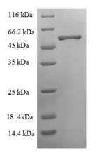 Greater than 90% as determined by SDS-PAGE.