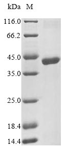 Greater than 90% as determined by SDS-PAGE.
