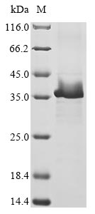 Greater than 85% as determined by SDS-PAGE.Recombinant Human Herpesvirus 1 Envelope Glycoprotein C (GC) Protein (His&Myc)