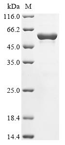 Greater than 90% as determined by SDS-PAGE.