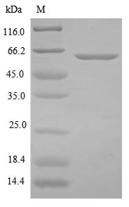 Greater than 85% as determined by SDS-PAGE.Recombinant Clostridium Botulinum Botulinum Neurotoxin Type B (BOTB) Protein (His-B2M)
