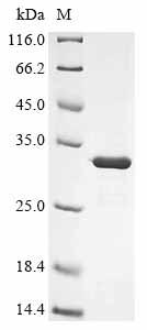 Greater than 90% as determined by SDS-PAGE.Recombinant Human Adenovirus F Serotype 40 Hexon Protein (L3) Protein (His&Myc)