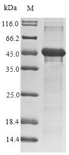 Greater than 85% as determined by SDS-PAGE.Recombinant Human Adenovirus F Serotype 40 Hexon Protein (L3) Protein (His-SUMO&Myc)