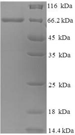 Greater than 90% as determined by SDS-PAGE.Recombinant Canine Distemper Virus Fusion Glycoprotein F0 (F) Protein (His-SUMO)