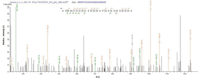 Based on the SEQUEST from database of E.coli host and target protein, the LC-MS/MS Analysis result of this product could indicate that this peptide derived from E.coli-expressed Lassa virus (strain Mouse/Sierra Leone/Josiah/1976) (LASV) N.Recombinant Lassa Virus Nucleoprotein (N)
