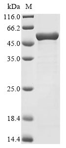 Greater than 85% as determined by SDS-PAGE.Recombinant Glycine Max Beta-Conglycinin Alpha Subunit 1 (CG-3) Protein (His&Myc)