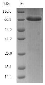 Greater than 90% as determined by SDS-PAGE.