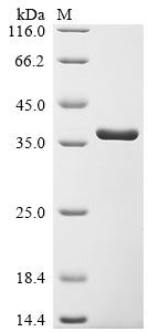 Greater than 90% as determined by SDS-PAGE.Recombinant Bacillus Phage Pbs2 Uracil-Dna Glycosylase Inhibitor (UGI) Protein (GST)