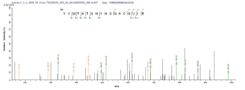 Based on the SEQUEST from database of E.coli host and target protein, the LC-MS/MS Analysis result of this product could indicate that this peptide derived from E.coli-expressed Pseudomonas aeruginosa (strain ATCC 15692 / PAO1 / 1C / PRS 101 / LMG 12228) lasB.Recombinant Pseudomonas Aeruginosa Elastase (LASB) Protein (His-SUMO)