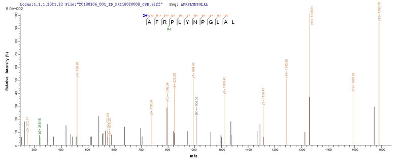 Based on the SEQUEST from database of E.coli host and target protein, the LC-MS/MS Analysis result of this product could indicate that this peptide derived from E.coli-expressed Pseudomonas aeruginosa (strain ATCC 15692 / PAO1 / 1C / PRS 101 / LMG 12228) lasA.
