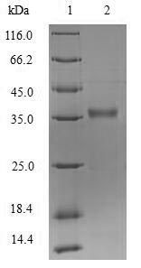 Greater than 90% as determined by SDS-PAGE.