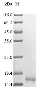 Greater than 85% as determined by SDS-PAGE.