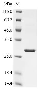 Greater than 90% as determined by SDS-PAGE.Recombinant Enterobacteria Phage K3 Holin (T) Protein (His&Myc)