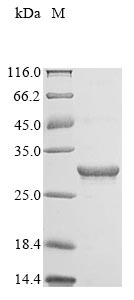Greater than 90% as determined by SDS-PAGE.