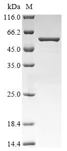 Greater than 90% as determined by SDS-PAGE.Recombinant Mouse Line-1 Retrotransposable Element Orf1 Protein (LIRE1) Protein (His&Myc)
