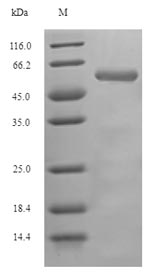 Greater than 90% as determined by SDS-PAGE.