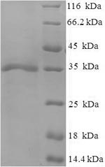 Greater than 90% as determined by SDS-PAGE.Recombinant Human Cytomegalovirus Envelope Glycoprotein H (GH) Protein (His-SUMO)