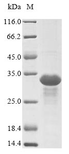 Greater than 85% as determined by SDS-PAGE.Recombinant Epstein-Barr Virus Epstein-Barr Nuclear Antigen 3 (EBNA3) Protein (His&Myc)