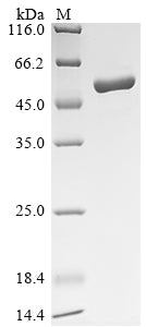 Greater than 90% as determined by SDS-PAGE.