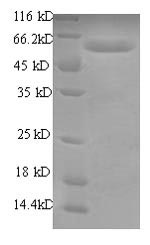 Greater than 90% as determined by SDS-PAGE.