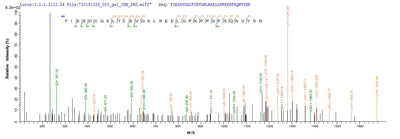 Based on the SEQUEST from database of E.coli host and target protein, the LC-MS/MS Analysis result of this product could indicate that this peptide derived from E.coli-expressed Enterobacteria phage T4 (Bacteriophage T4) wac.Recombinant Enterobacteria Phage T4 Fibritin (WAC) Protein (His-SUMO)