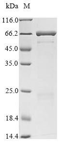 Greater than 90% as determined by SDS-PAGE.Recombinant Enterobacteria Phage T4 Fibritin (WAC) Protein (His-SUMO)