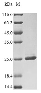 Greater than 90% as determined by SDS-PAGE.