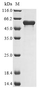 Greater than 85% as determined by SDS-PAGE.