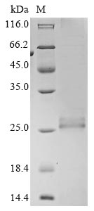 Greater than 85% as determined by SDS-PAGE.Recombinant Bovine Coronavirus Protein I (N) Protein (His)