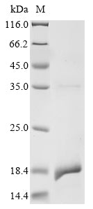 Greater than 90% as determined by SDS-PAGE.Recombinant Rat Solute Carrier Family 2, Facilitated Glucose Transporter Member 1 (SLC2A1) Protein (His&Myc)