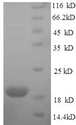 Greater than 90% as determined by SDS-PAGE.
