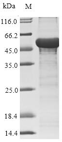Greater than 85% as determined by SDS-PAGE.Recombinant Human Adenovirus F Serotype 41 Hexon Protein (L3) Protein (His-SUMO&Myc)