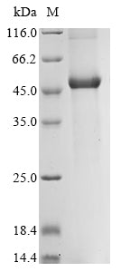 Greater than 85% as determined by SDS-PAGE.Recombinant Ralstonia Pickettii Poly (PHB DEPOLYMERASE) Protein (His)