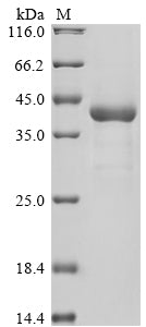 Greater than 85% as determined by SDS-PAGE.Recombinant Saccharomyces Cerevisiae Barrierpepsin (BAR1) Protein (His)