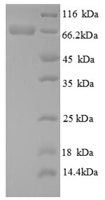 Greater than 85% as determined by SDS-PAGE.Recombinant Aspergillus Niger Glucose Oxidase (GOX) Protein (His)