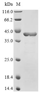 Greater than 85% as determined by SDS-PAGE.Recombinant E.Coli Rna Polymerase Sigma Factor Rpos (RPOS)