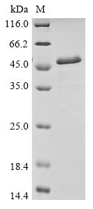 Greater than 90% as determined by SDS-PAGE.