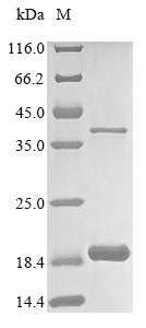 Greater than 85% as determined by SDS-PAGE.Recombinant Mouse Acyl-Coa Desaturase 1 (SCD1) Protein (His&Myc)