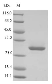Greater than 85% as determined by SDS-PAGE.