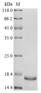 Greater than 85% as determined by SDS-PAGE.Recombinant Feline Coronavirus Spike Glycoprotein (S) Protein (His)