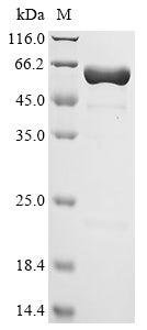 Greater than 85% as determined by SDS-PAGE.Biotinylated Recombinant Haemophilus Influenzae Peptidoglycan-Associated Lipoprotein (PAL) Protein (MBP&His-Avi)