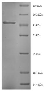 Greater than 90% as determined by SDS-PAGE.