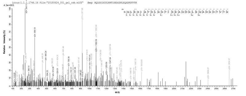 Based on the SEQUEST from database of E.coli host and target protein, the LC-MS/MS Analysis result of this product could indicate that this peptide derived from E.coli-expressed Saccharomyces cerevisiae (strain ATCC 204508 / S288c) (Baker&Recombinant Saccharomyces Cerevisiae Heat Shock Protein Ssa1 (SSA1) Protein (His&Myc)