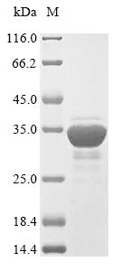 Greater than 85% as determined by SDS-PAGE.Recombinant Saccharomyces Cerevisiae Heat Shock Protein Ssa1 (SSA1) Protein (His&Myc)