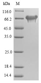 Greater than 90% as determined by SDS-PAGE.Recombinant E.Coli L-Aspartate Oxidase (NADB) Protein (His&Myc)
