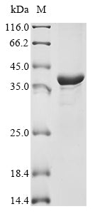 Greater than 85% as determined by SDS-PAGE.