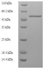 Greater than 90% as determined by SDS-PAGE.